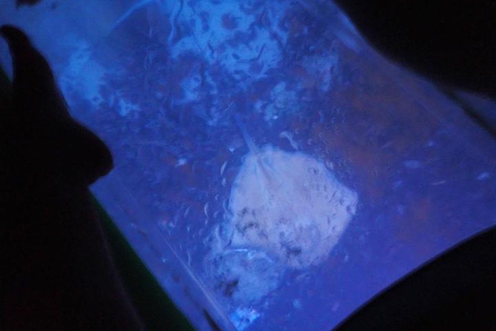 Glowing blue jellyfish in dark water.