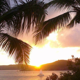 Sunset over ocean with sailboat, framed by palm trees.