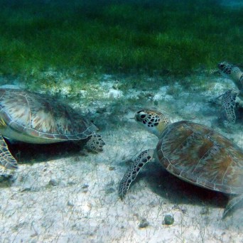 Three sea turtles swimming near a sandy ocean floor.