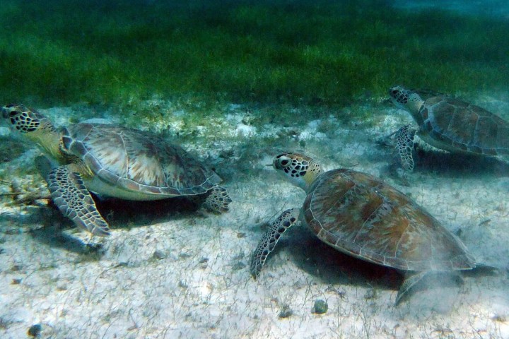 Three sea turtles swimming near a sandy ocean floor.