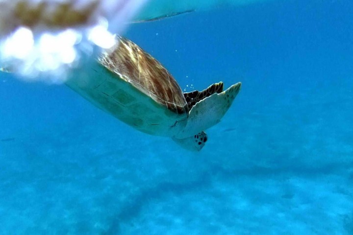 Sea turtle swimming underwater in clear blue ocean.
