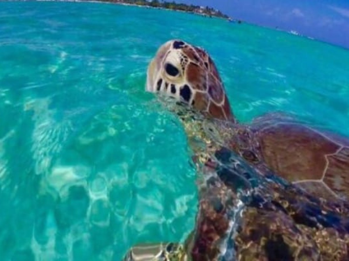 Sea turtle swimming in clear turquoise water near the surface.