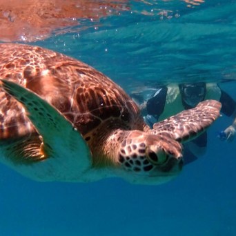 Sea turtle swimming near a snorkeler in clear blue water.