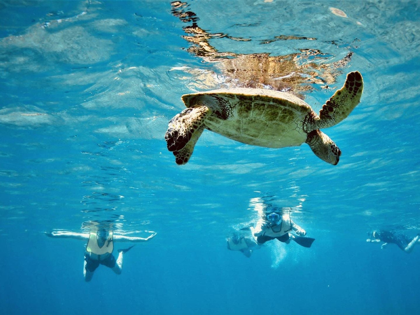Sea turtle swimming above divers in clear blue water.