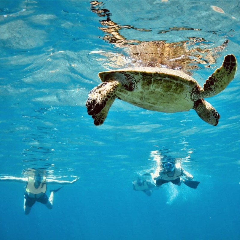 Sea turtle swimming above divers in clear blue water.