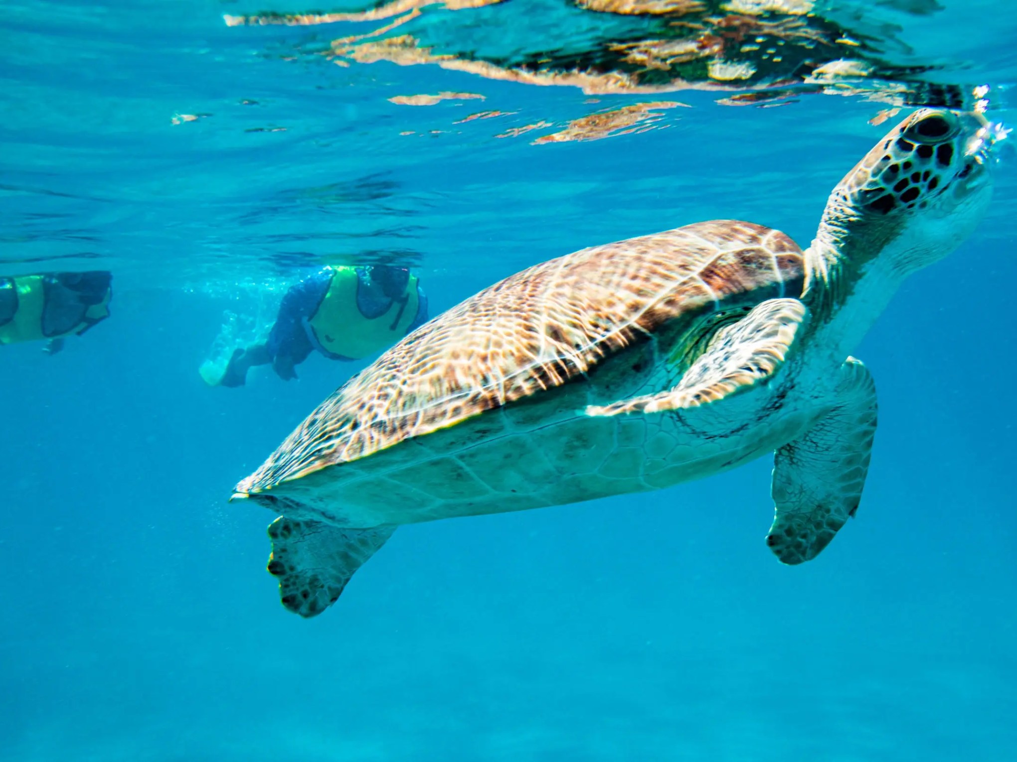 Sea turtle swimming underwater with two snorkelers in the background.
