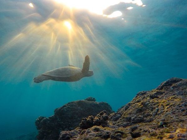 Sea turtle swimming above coral reef with sunrays through water.